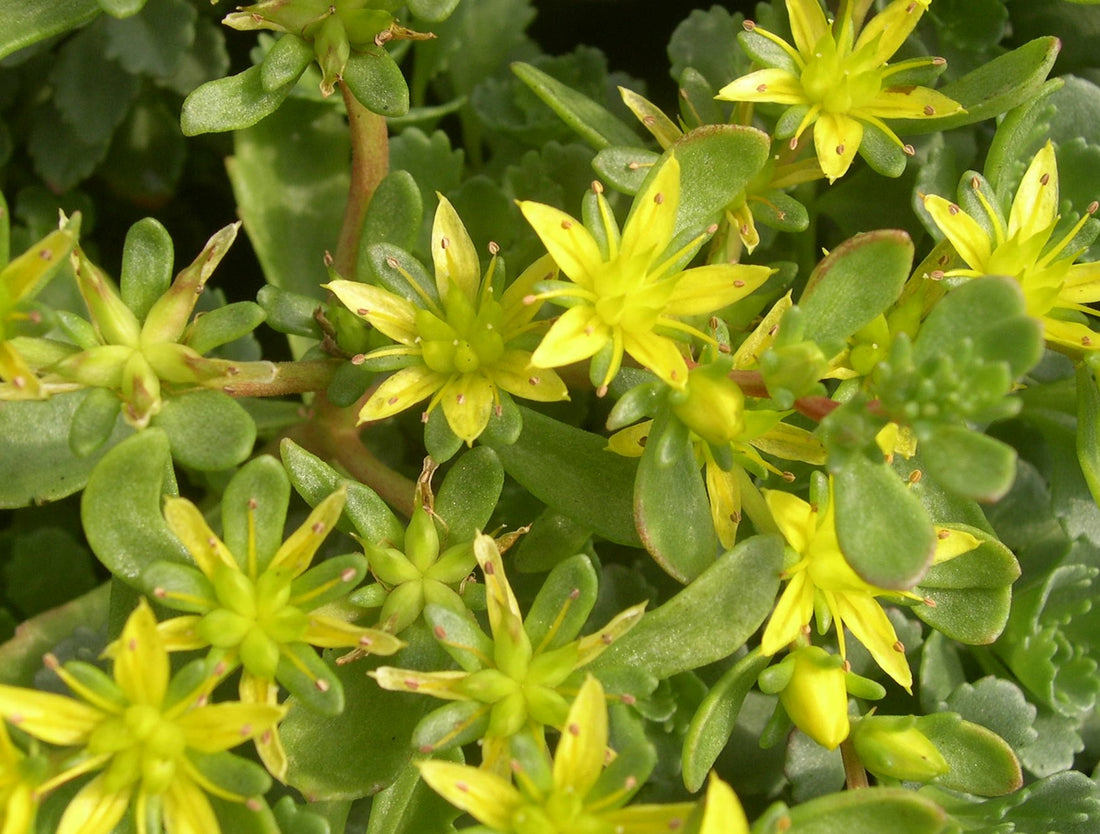 SEDUM HYBRIDUM CZAR&