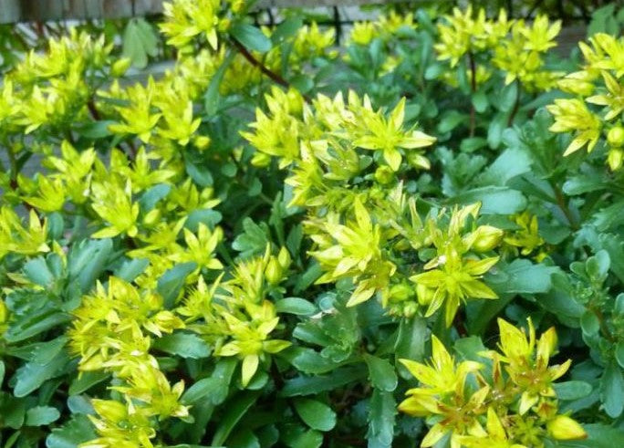 SEDUM HYBRIDUM IMMERGRUNCHEN / STONECROP