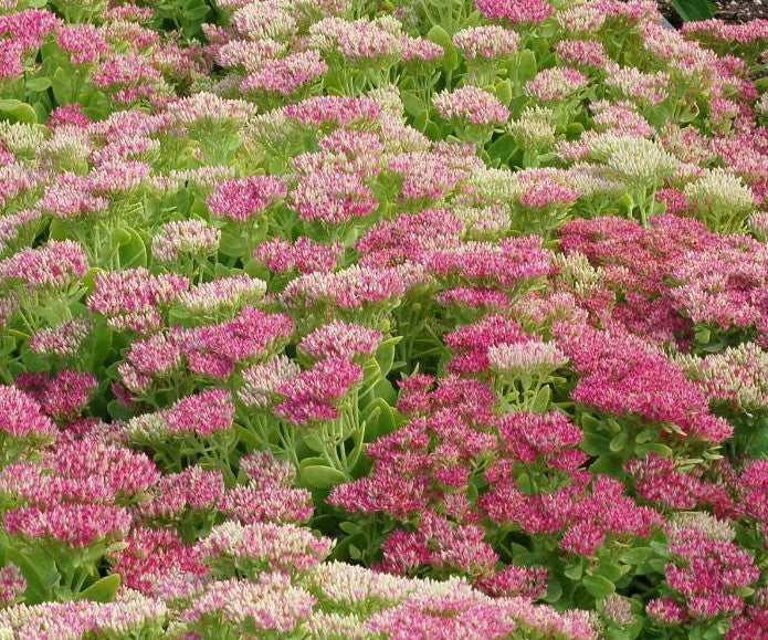 SEDUM SPECTABILE HOT STUFF / STONECROP