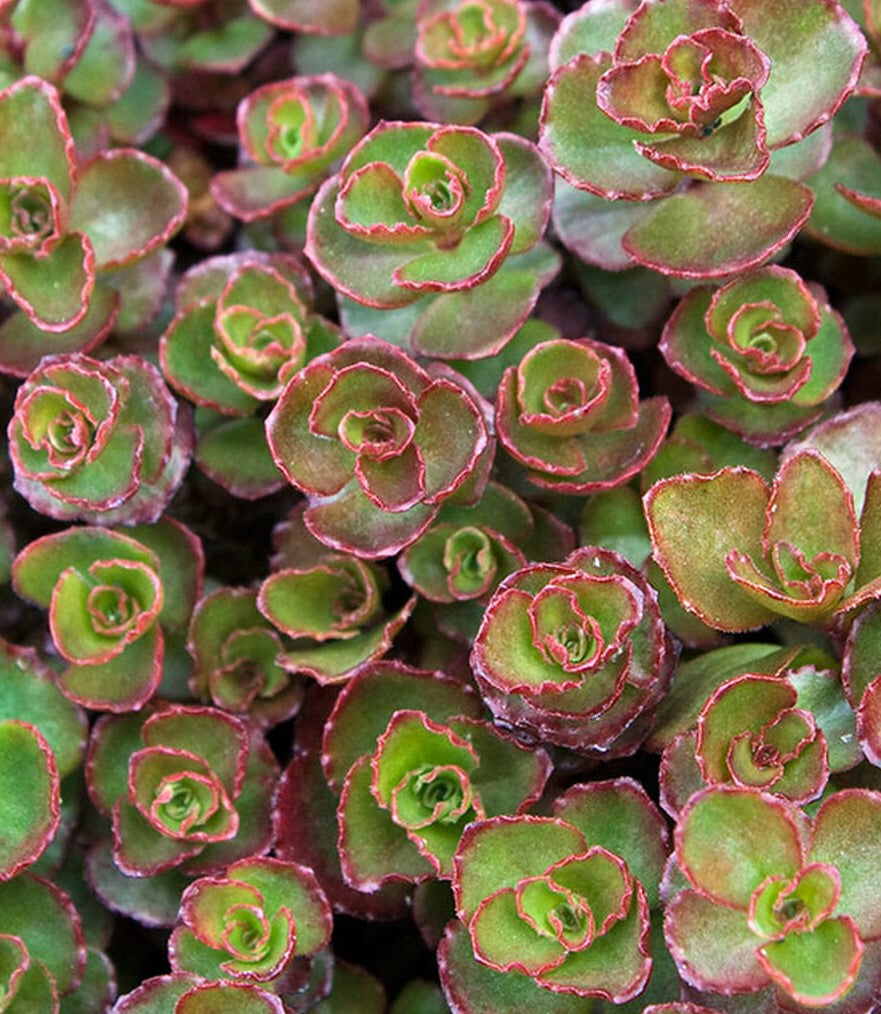 SEDUM SPURIUM DRAGON&