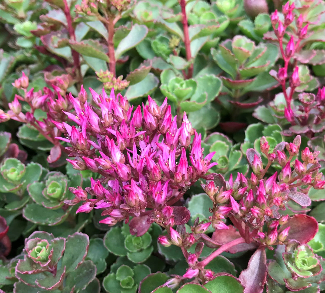 SEDUM SPURIUM SUMMER GLORY /  STONECROP