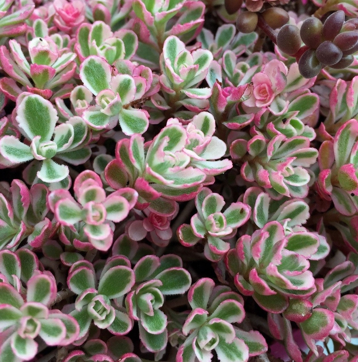 SEDUM SPURIUM TRICOLOR / STONECROP