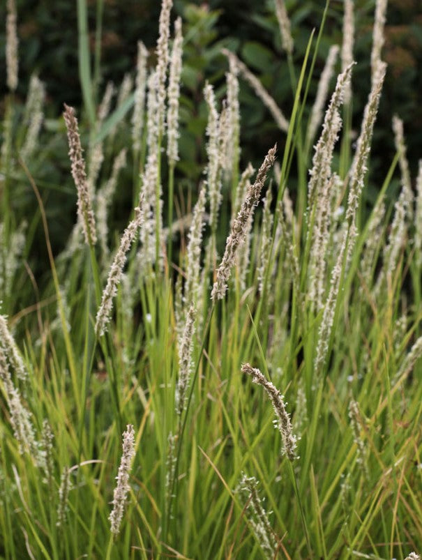 SESLERIA AUTUMNALIS / AUTUMN MOOR GRASS