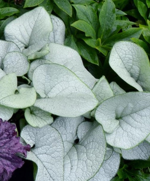 BRUNNERA MACROPHYLLA ALEXANDRIA / SIBERIAN BUGLOSS