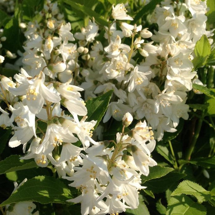 DEUTZIA GRACILIS / SLENDER DEUTZIA