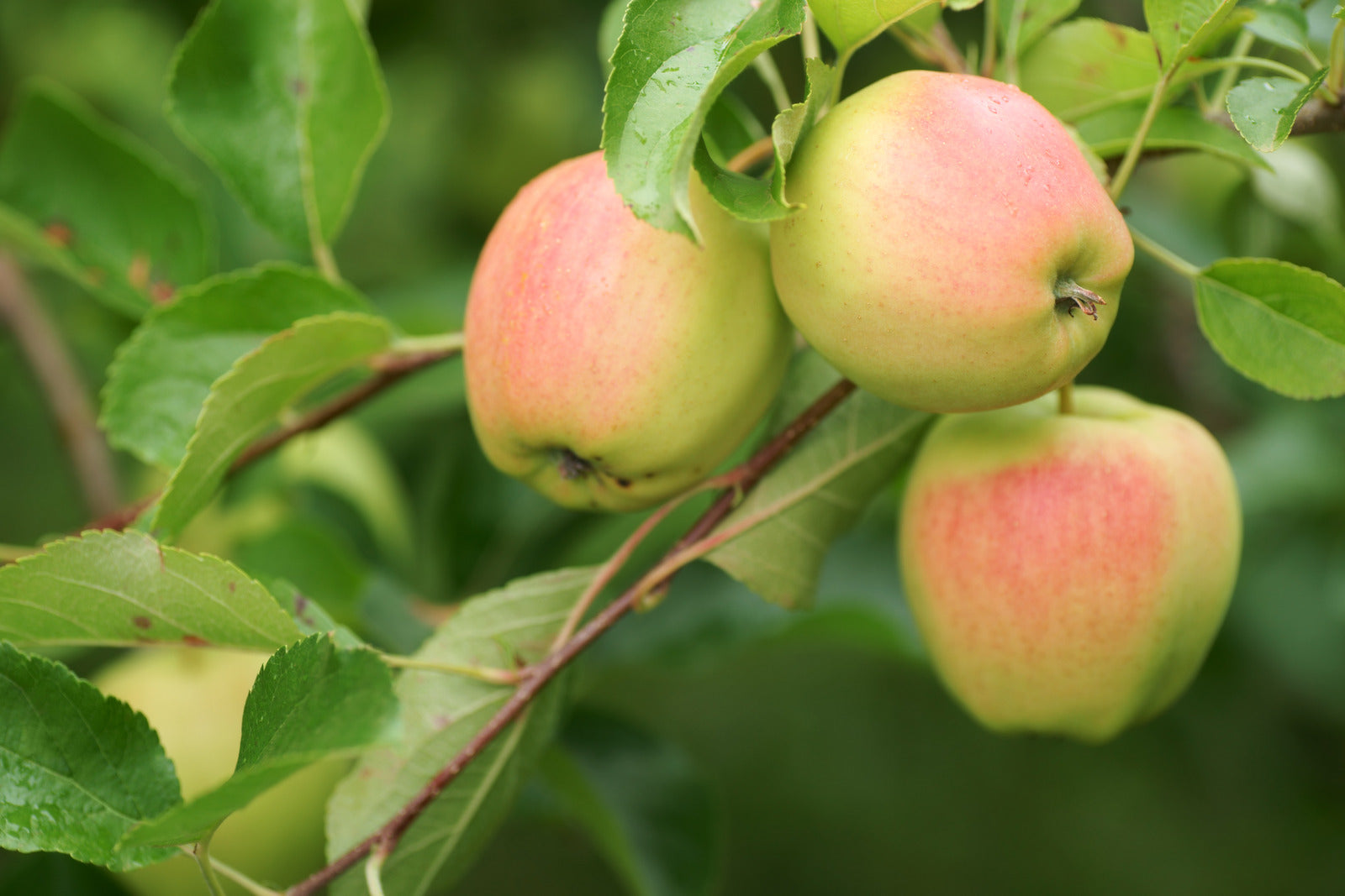 APPLE SMOOTHEE / SMOOTHEE APPLE
