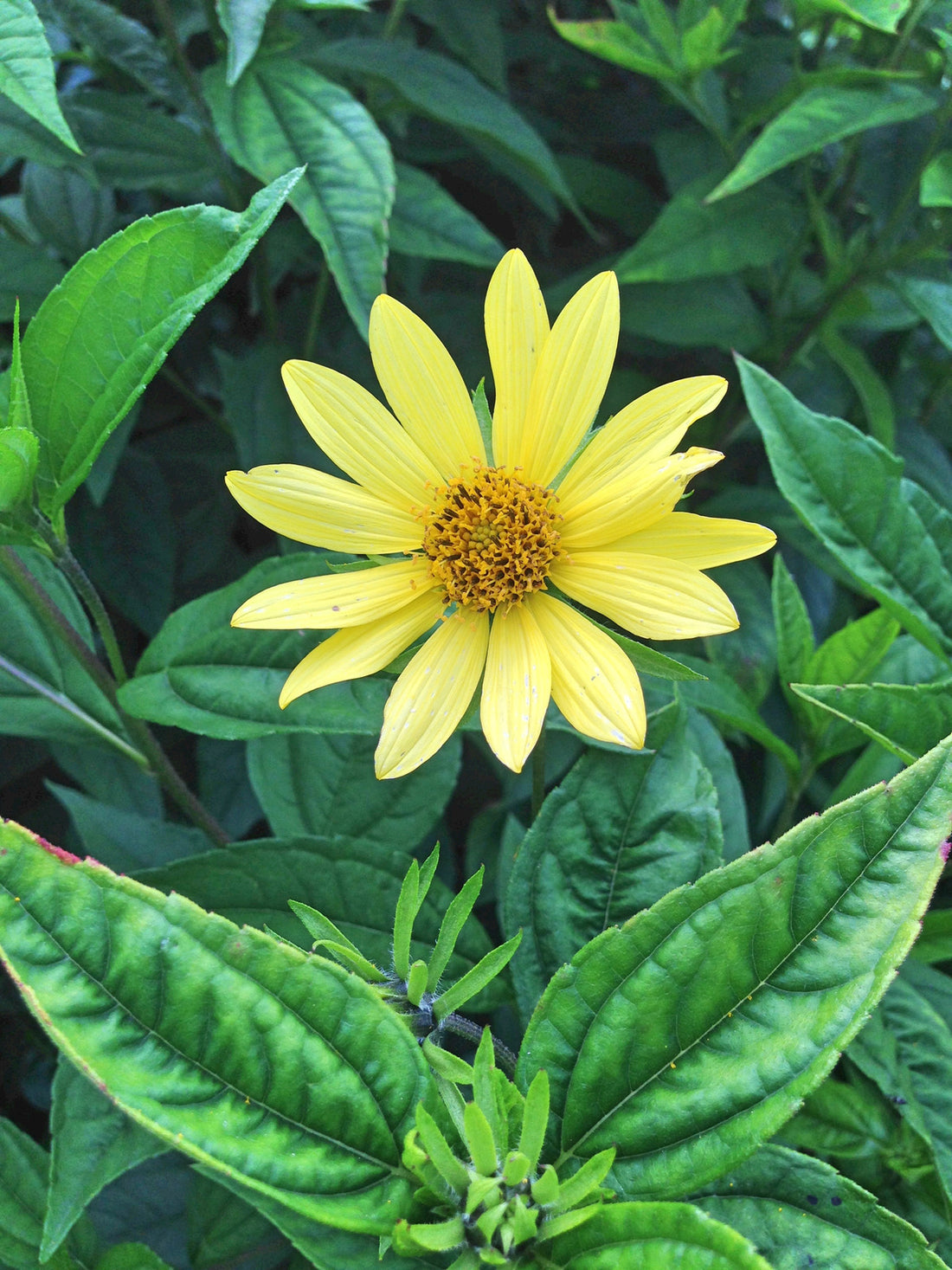 HELIANTHUS X LEMON QUEEN / LEMON QUEEN SUNFLOWER