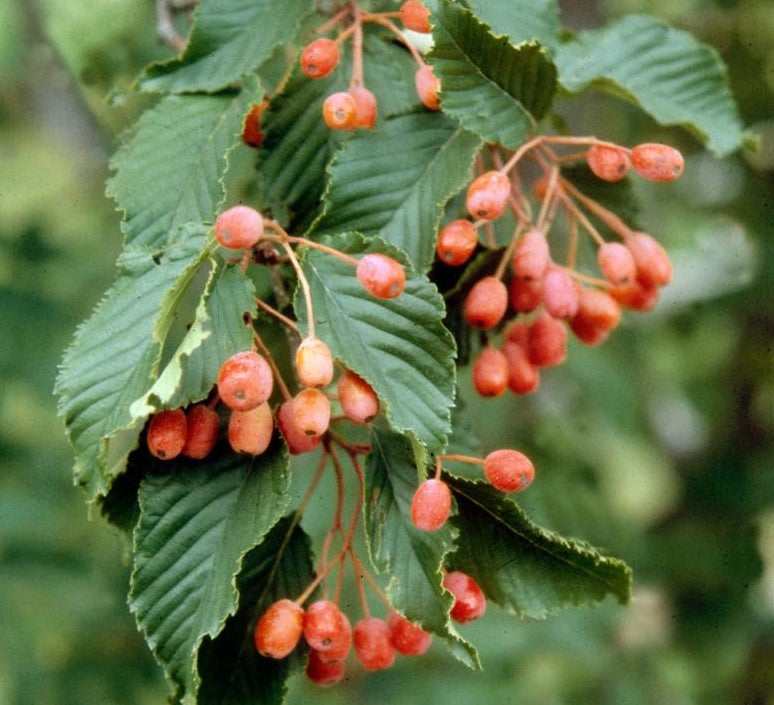 SORBUS ALNIFOLIA / KOREAN MOUNTAINASH
