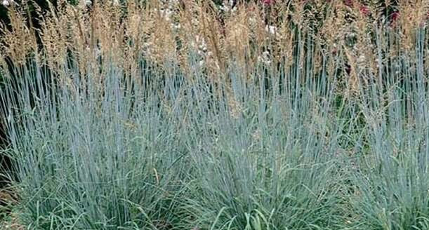 SORGHASTRUM NUTANS SIOUX BLUE / SIOUX BLUE WOOD GRASS