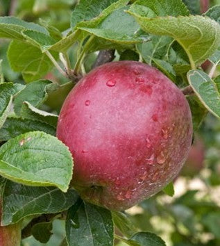 APPLE SPARTAN / SPARTAN APPLE