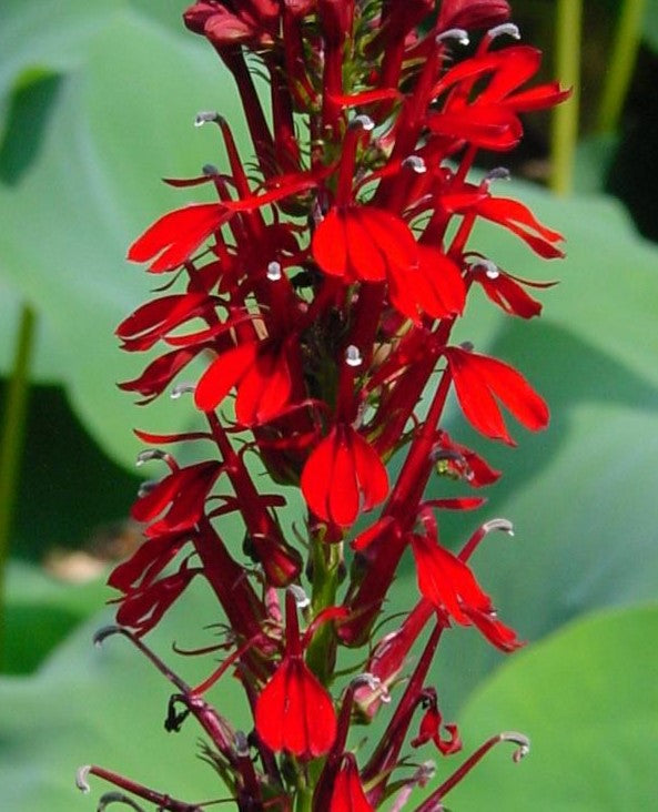 LOBELIA CARDINALIS / CARDINAL FLOWER