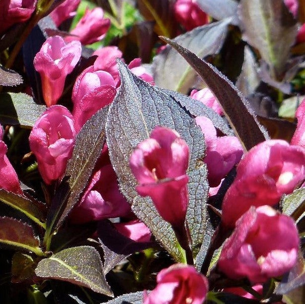 WEIGELA FLORIDA SPILLED WINE® / SPILLED WINE® WEIGELA