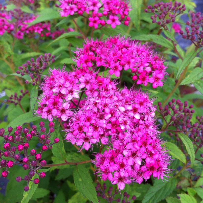 SPIRAEA JAPONICA ANTHONY WATERER / ANTHONY WATERER SPIREA
