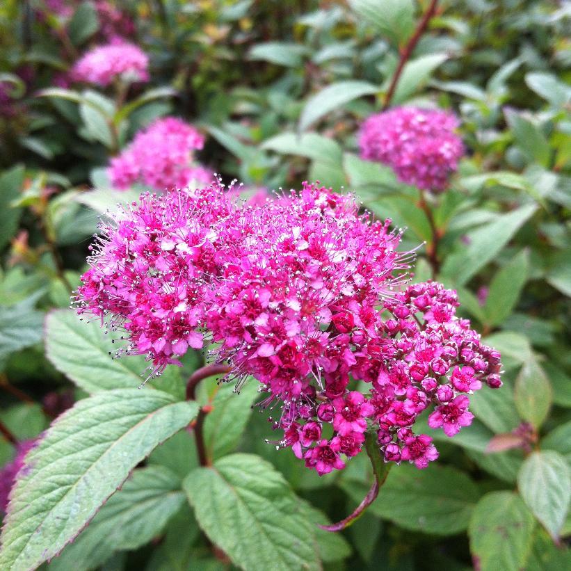 SPIRAEA JAPONICA FROEBELII / FROEBELII SPIREA