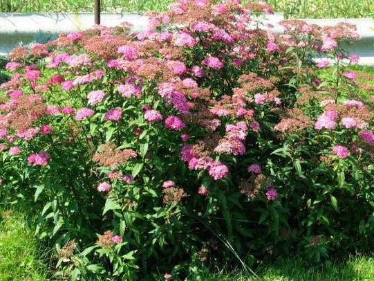 SPIRAEA JAPONICA SHIROBANA / SHIROBANA SPIREA