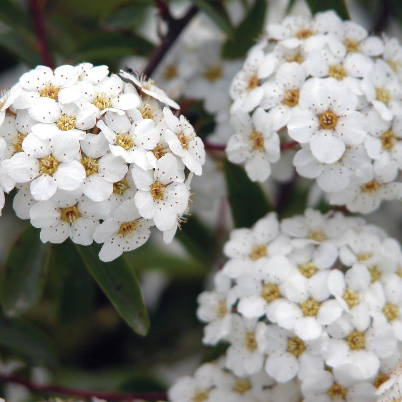 SPIRAEA NIPPONICA SNOWMOUND / SNOWMOUND SPIREA