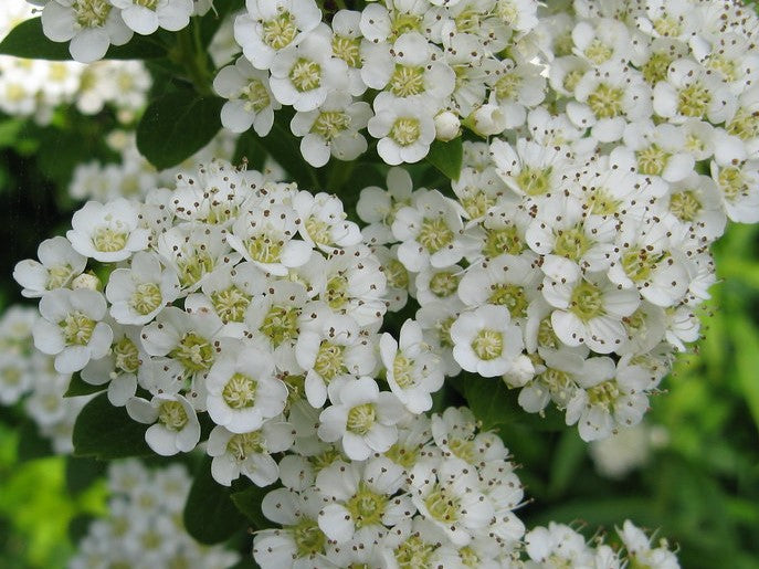 SPIRAEA PRUNIFOLIA / BRIDALWREATH SPIREA