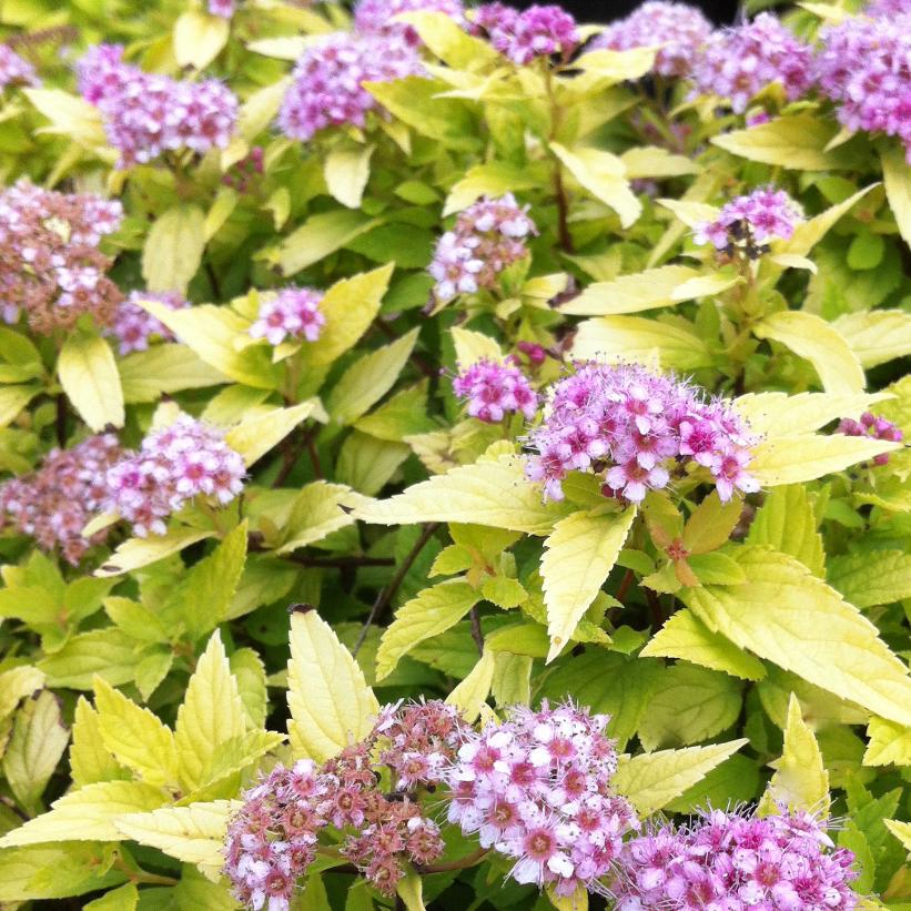 SPIRAEA X GOLD MOUND / GOLD MOUND SPIREA