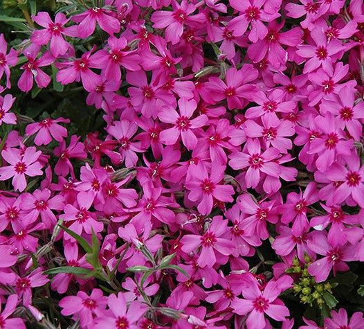PHLOX SUBULATA RED WING  / MOSS PHLOX