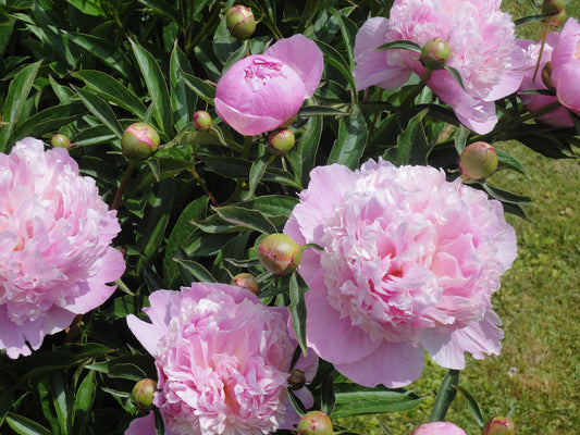 PAEONIA SARAH BERNHARDT / PEONY