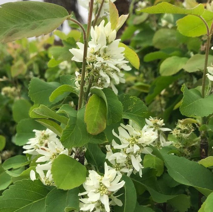 AMELANCHIER ALNIFOLIA STANDING OVATION™ OBELISK / STANDING OVATION™ SERVICEBERRY