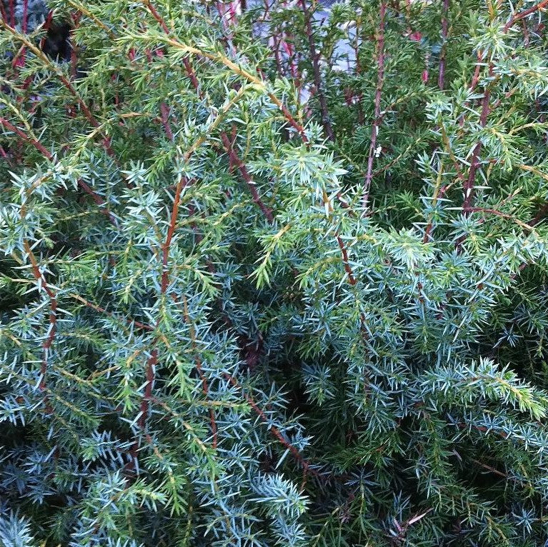 JUNIPERUS COMMUNIS SUECICA MAJOR / SWEDISH JUNIPER