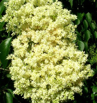 SYRINGA PEKINENSIS SUMMER CHARM® / SUMMER CHARM® TREE LILAC