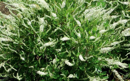 CLETHRA ALNIFOLIA SUMMER SPARKLER™ EINSTEIN™ / SUMMER SPARKLER™ SUMMERSWEET