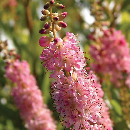 CLETHRA ALNIFOLIA RUBY SPICE / SUMMERSWEET