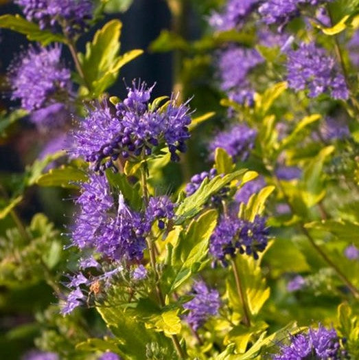 CARYOPTERIS INCANA SUNSHINE BLUE® II / SUNSHINE BLUE® LL BLUEBEARD ...