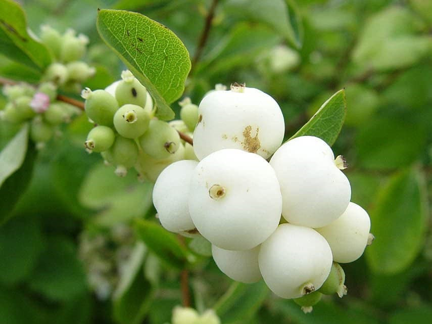 SYMPHORICARPOS ALBUS / SNOWBERRY