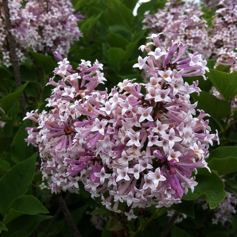 SYRINGA PATULA MISS KIM / MISS KIM LILAC
