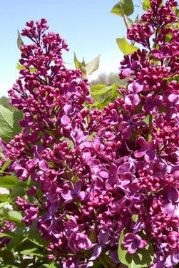 SYRINGA X VULGARIS MONGE / MONGE LILAC