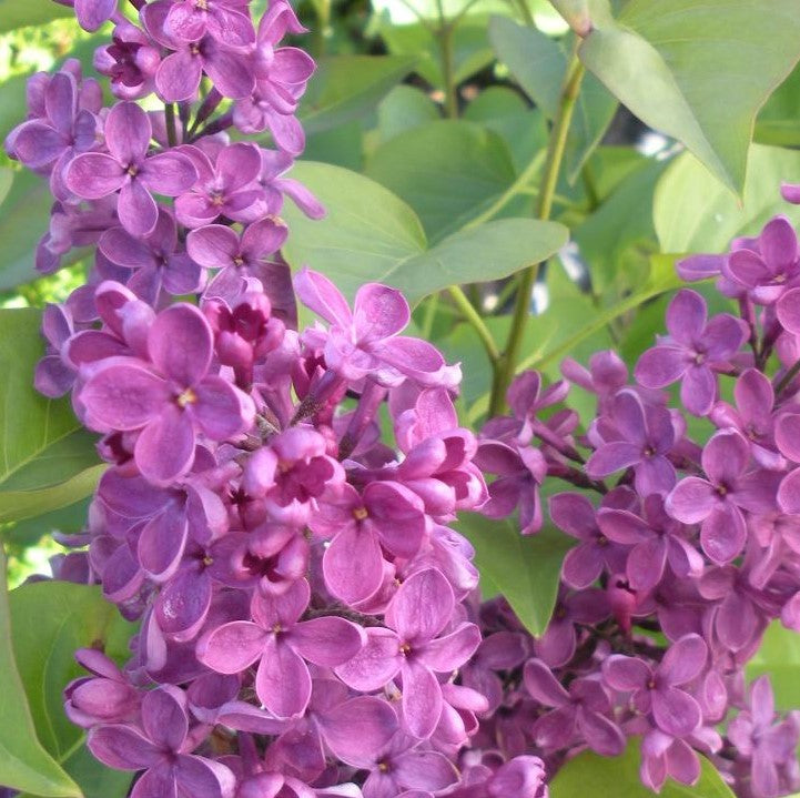 SYRINGA X VULGARIS LUDWIG SPAETH / LUDWIG SPAETH LILAC