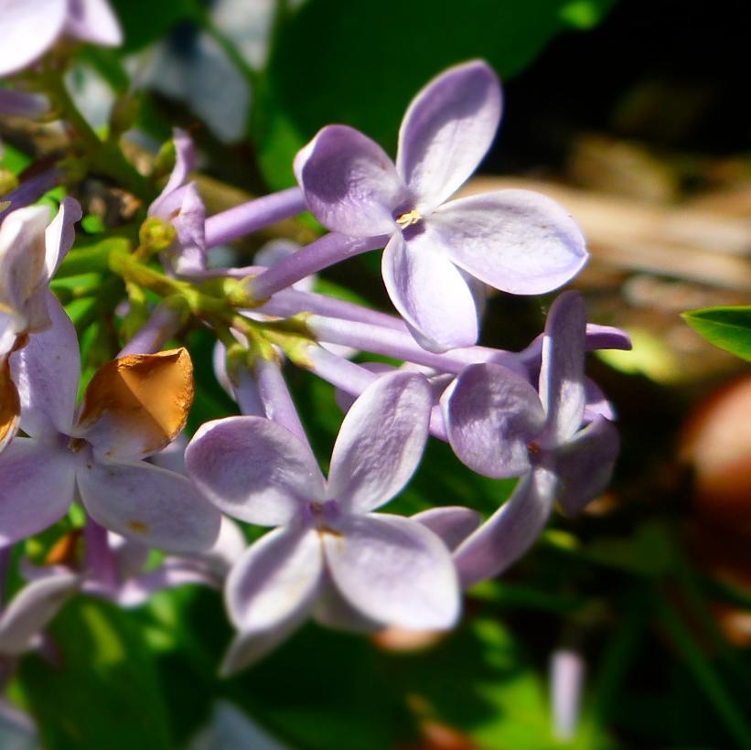 SYRINGA X VULGARIS PRAIRIE PETITE / PRAIRIE PETITE LILAC