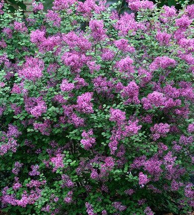 SYRINGA X BLOOMERANG® DARK PURPLE / BLOOMERANG® DARK PURPLE