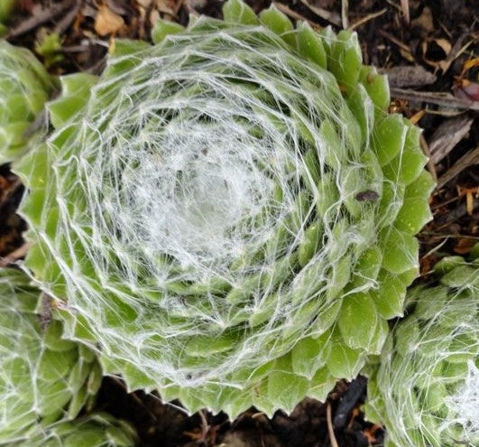 SEMPERVIVUM ARACHNOIDEUM COBWEB BUTTONS / HENS AND CHICKS