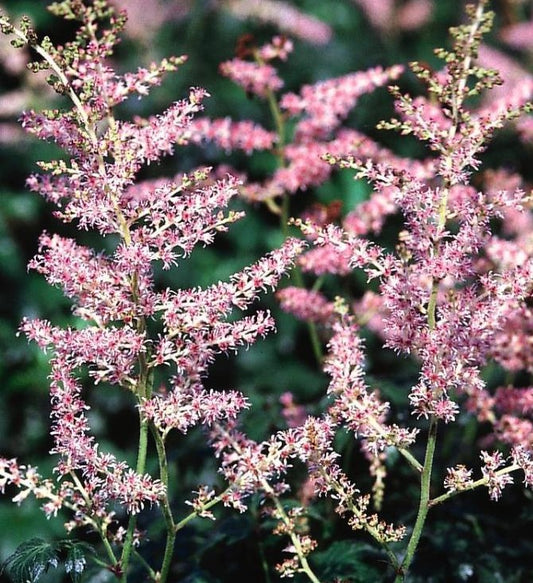 ASTILBE SIMPLICIFOLIA HENNIE GRAAFLAND / DWARF ASTILBE