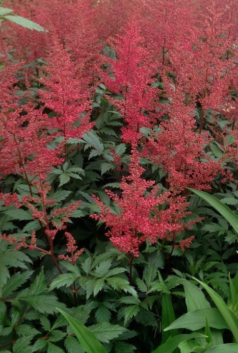 ASTILBE JAPONICA MONTGOMERY / FALSE SPIREA