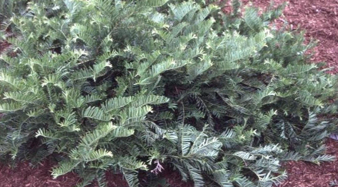 TAXUS CUSPIDATA (SPREADING) / SPREADING JAPANESE YEW