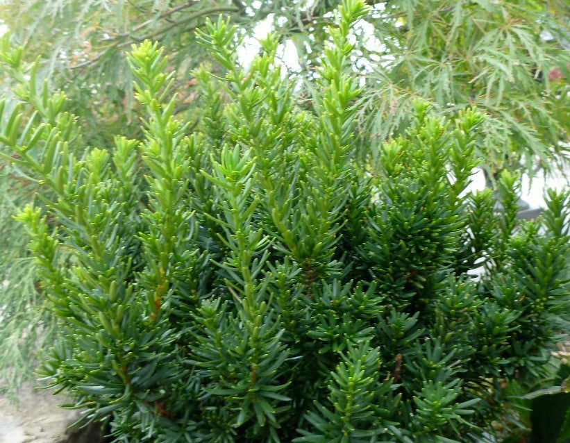 TAXUS CUSPIDATA NANA / DWARF JAPANESE YEW
