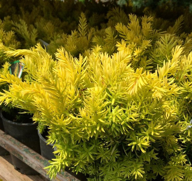 TAXUS CUSPIDATA NANA AURESCENS / DWARF GOLDEN JAPANESE YEW