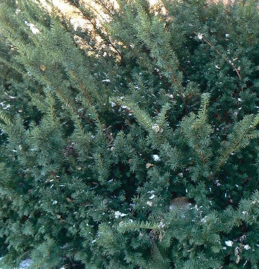TAXUS X MEDIA WARDII / WARD&