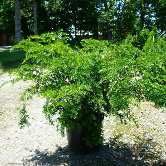 TAXUS X MEDIA ANDERSONII / ANDERSON'S SPREADING YEW