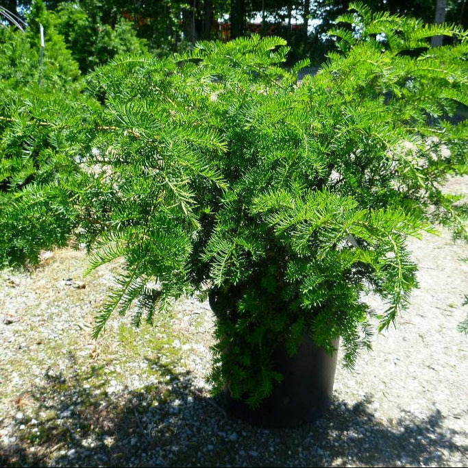 TAXUS X MEDIA ANDERSONII / ANDERSON&