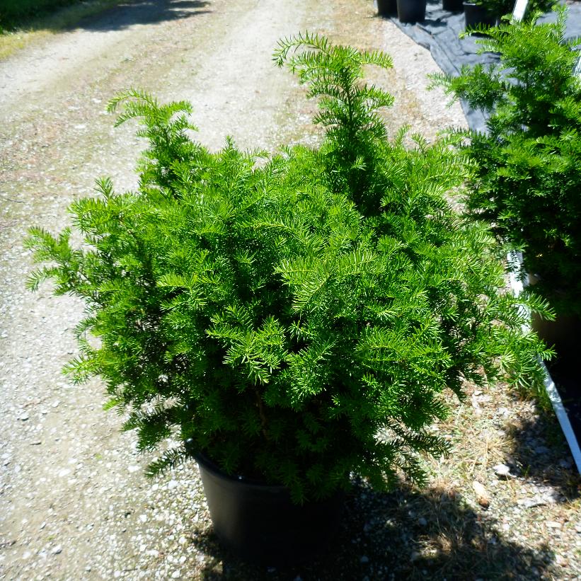 TAXUS X MEDIA BROWNII / BROWN'S YEW