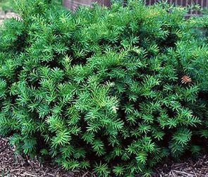 TAXUS X MEDIA DARK GREEN SPREADER / DARK GREEN SPREADER YEW