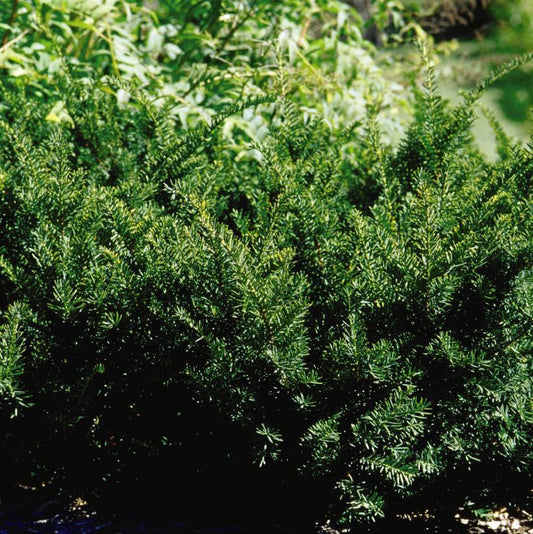 TAXUS X MEDIA DENSIFORMIS / DENSE YEW