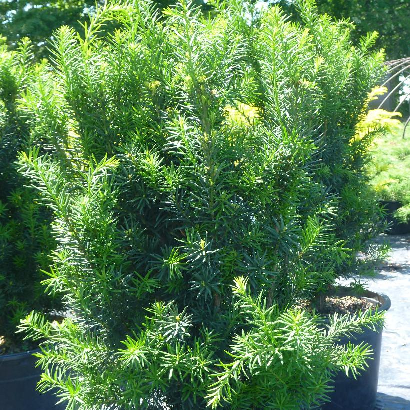 TAXUS X MEDIA HICKSII / HICK&