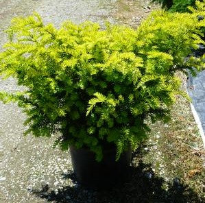 TAXUS X MEDIA SUNBURST / SUNBURST YEW